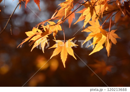 紅葉したモミジ 120213688