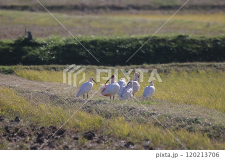 水田に群れるトキ 120213706