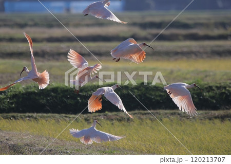 水田から一斉に飛び立つトキ 120213707