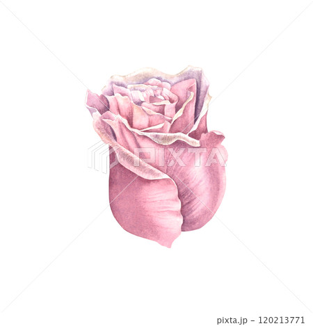 Rose flower in delicate pastel purple color. Hand drawn watercolor illustration of plant with petals on isolated background. Floral drawing for greeting cards, wedding invitations. Botanical element. Rose flower in delicate pastel purple color. Hand drawn watercolor illustration of plant with petals on isolated background. Floral drawing for greeting cards, wedding invitations. Botanical element. 120213771