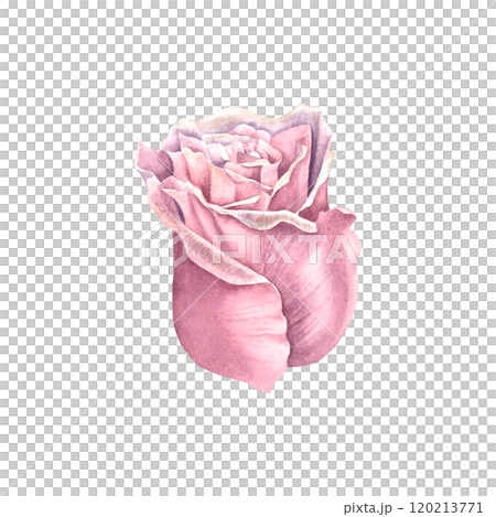 Rose flower in delicate pastel purple color. Hand drawn watercolor illustration of plant with petals on isolated background. Floral drawing for greeting cards, wedding invitations. Botanical element. Rose flower in delicate pastel purple color. Hand drawn watercolor illustration of plant with petals on isolated background. Floral drawing for greeting cards, wedding invitations. Botanical element. 120213771