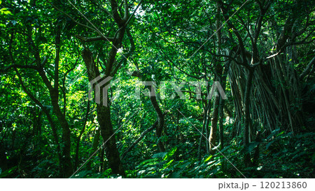 沖縄の深い森 沖縄の深い森 120213860
