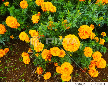 マリーゴールドの花 120214091