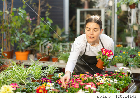 woman worker examines primrose petals woman worker examines primrose petals 120214143