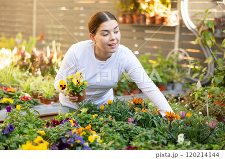 Female customer choosing potted viola in container garden shop 120214144