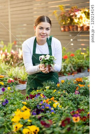 woman worker examines pansies petals 120214145