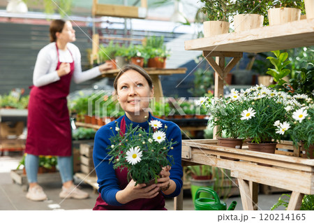 employee of flower exhibition center checks pots of daisies employee of flower exhibition center checks pots of daisies 120214165