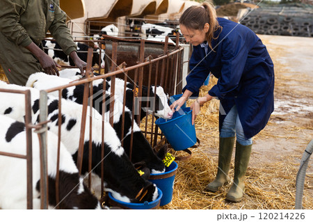Female farmer watering little calves from buckets in open stall 120214226