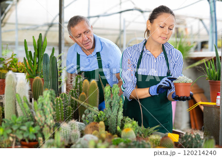 Experienced florists growing cactus in pots, working in greenhouses, arranging potted plants Experienced florists growing cactus in pots, working in greenhouses, arranging potted plants 120214240
