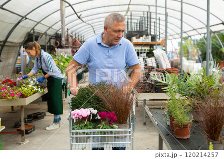Elderly man chooses various potted flowers at flower market Elderly man chooses various potted flowers at flower market 120214257