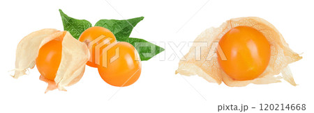 Cape gooseberry or physalis isolated on white background wit full depth of field 120214668