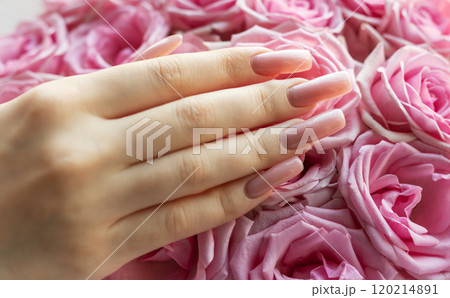 A delicate hand with polished nails resting gently on vibrant pink roses 120214891