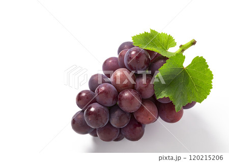 白バックで葉を添えた巨峰 120215206