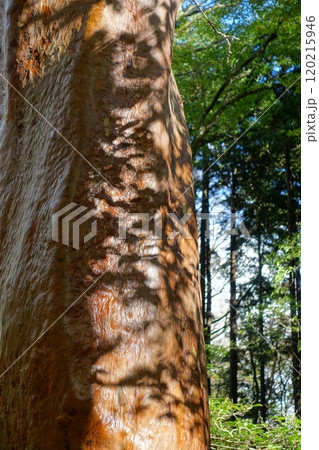 ヒメシャラの木に映る葉の影 120215946