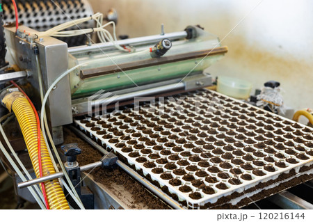 Industrial conveyor for planting seeds in trays for germination Industrial conveyor for planting seeds in trays for germination 120216144