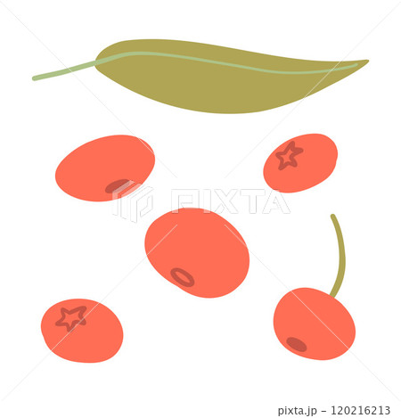 Vibrant illustration of autumn berries and leaves in red and green. Ideal for harvest-themed designs, botanical projects, or seasonal food-related visuals Vibrant illustration of autumn berries and leaves in red and green. Ideal for harvest-themed designs, botanical projects, or seasonal food-related visuals 120216213