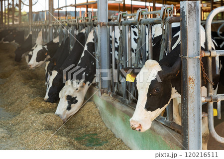 Herd of cows eating forage fodder 120216511