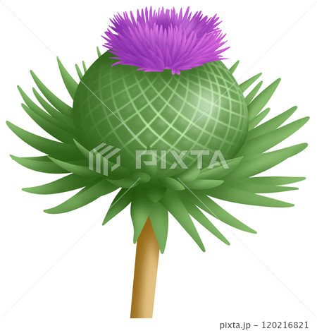 Purple flower 120216821