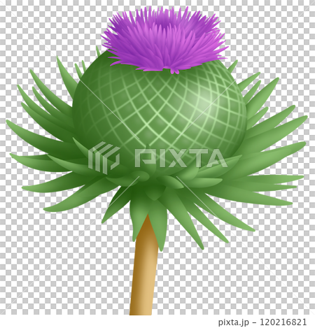 Purple flower 120216821