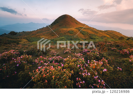 Flowers and mountains in the morning fog 120216986