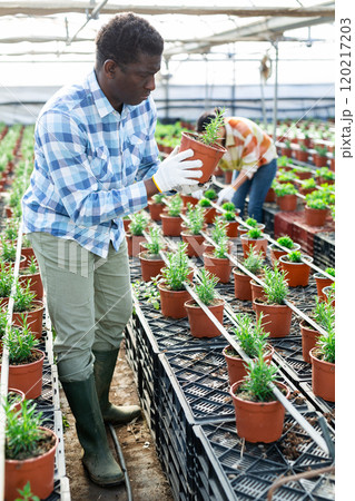 Grower working in greenhouse, tending plants 120217203