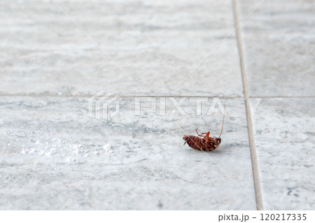 A close-up of a dead cockroach lying on its back on a tiled floor in an indoor environment. 120217335