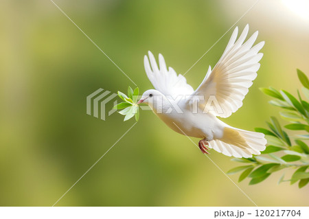 Peaceful white dove flying with an olive leaf 120217704