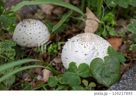 オオシロカラカサタケ(大白唐傘茸)／毒キノコ 120217893