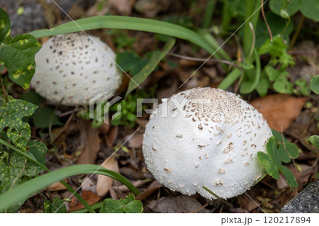 オオシロカラカサタケ(大白唐傘茸)／毒キノコ 120217894