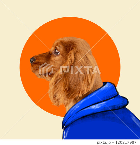 Beautiful purebred dog, spaniel wearing blue hoodie, set against pastel background with vibrant orange circle. Contemporary art collage. 120217987