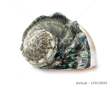 conch shell in studio 120218045