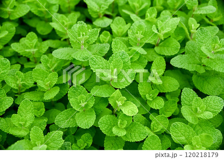 アップルミント 120218179