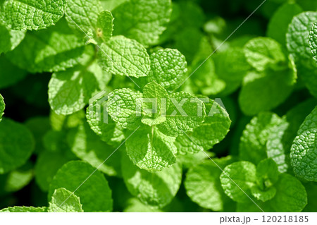 アップルミント アップルミント 120218185