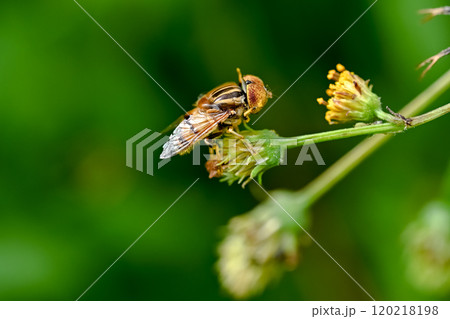 キゴシハナアブ 120218198