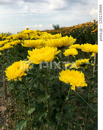 The vibrant chrysanthemum in the local farm. 120218666