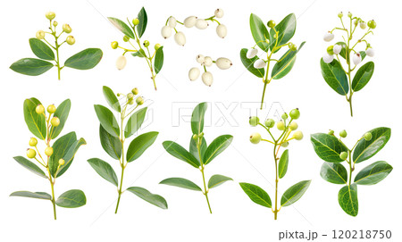 Set of isolated mistletoes on a transparent background for ornamental Christmas and New Year party decoration elements. AI generated. Set of isolated mistletoes on a transparent background for ornamental Christmas and New Year party decoration elements. AI generated. 120218750
