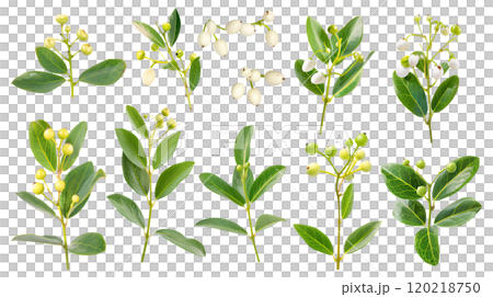 Set of isolated mistletoes on a transparent background for ornamental Christmas and New Year party decoration elements. AI generated. Set of isolated mistletoes on a transparent background for ornamental Christmas and New Year party decoration elements. AI generated. 120218750