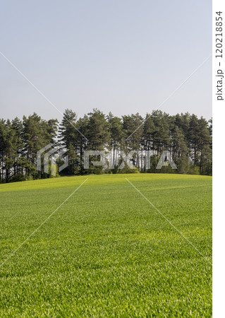 a large amount of green wheat that grows actively in spring 120218854