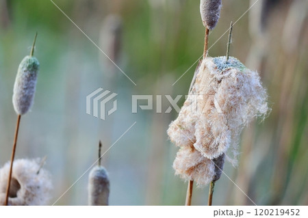 秋の風物詩　ガマの穂綿とその生態 120219452