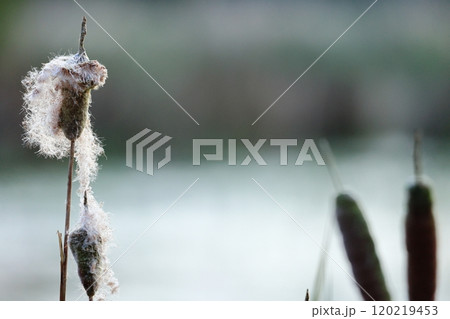 秋の風物詩　ガマの穂綿とその生態 120219453