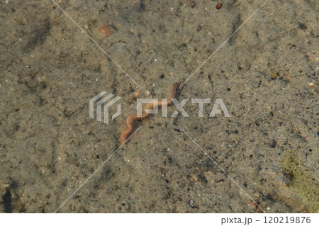 川で泳ぐゴカイ 120219876