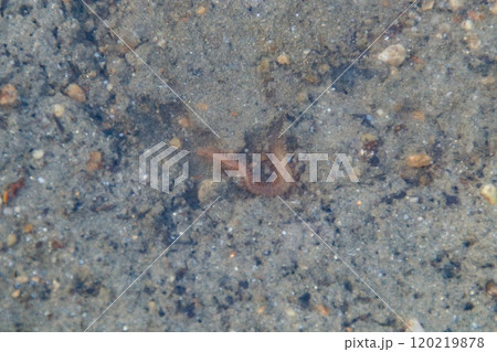 川で泳ぐゴカイ 川で泳ぐゴカイ 120219878