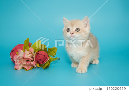 Small cream-colored Scottish kitten Small cream-colored Scottish kitten 120220429