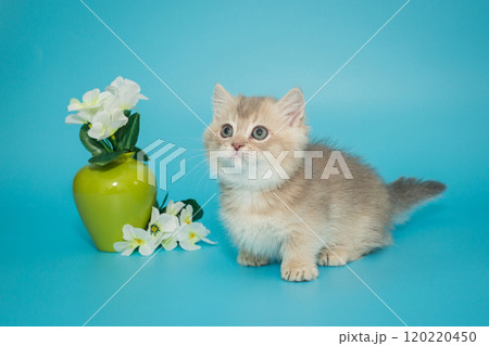 Small cream-colored Scottish kitten with short legs Small cream-colored Scottish kitten with short legs 120220450