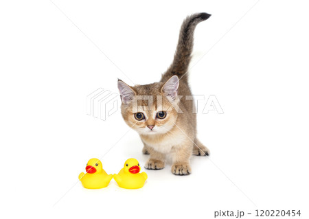 Red kitten of the Scottish breed Red kitten of the Scottish breed 120220454