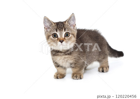 Scottish kitten  gray in color 120220456