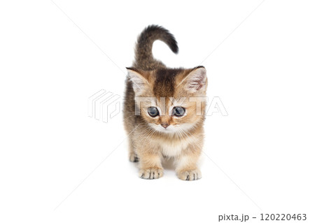 Scottish kitten with short paws 120220463