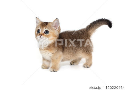 Scottish kitten.  Side view. 120220464