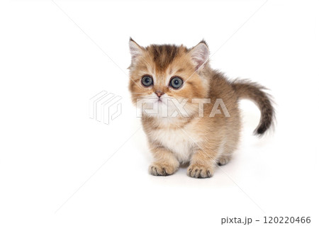 Scottish kitten with short paws 120220466