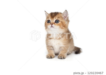 Small Scottish kitten with short paws 120220467
